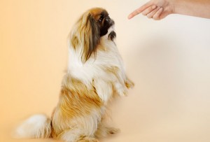 Animal Behavior Talking to Business Animal Behavior Talking to Business